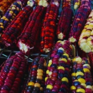 Könnte beinhalten: Nahaufnahme von bunten Maiskolben. Die Körner zeigen eine Vielzahl von Farben, darunter Rot, Lila, Gelb und Blau. Die Blätter sind nicht sichtbar. Das Mais ist eng angeordnet und zeigt die lebendigen Farbtöne der Körner.