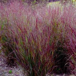 Könnte beinhalten: Nahaufnahme von Ziergras mit langen, schlanken Halmen. Das Gras weist eine lebendige Mischung aus Farben auf, darunter tiefes Burgunderrot, Grün und Gelbtöne. Das Bild zeigt die Textur und die Details der Pflanze.
