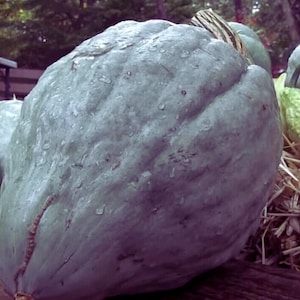 May include: A large, blue-grey squash with a textured surface and water droplets. The squash has a ribbed appearance and a brown stem. The background includes other squash and some straw.