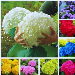 Puede incluir: Un collage de coloridas flores de hortensia. La imagen principal muestra grandes flores de hortensia blancas sostenidas por una persona. Imágenes adicionales muestran vibrantes hortensias en tonos de púrpura, rojo, azul, amarillo, rosa y verde lima.