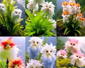 Orquídea rara "Cara de Gato" "Ojo de Gato" "Deslumbrante" 50 semillas