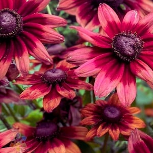 May include: Close-up of several burgundy and red coneflowers with dark purple centers. The petals have a gradient effect, transitioning from a deep burgundy to a vibrant red. The flowers are in full bloom, showcasing their intricate details.