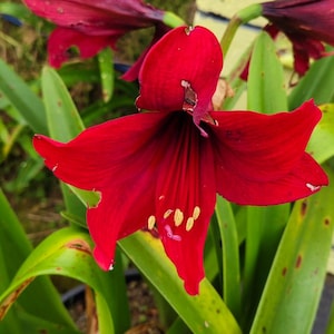 Red Amaryllis Hippeastrum 30+ Seeds