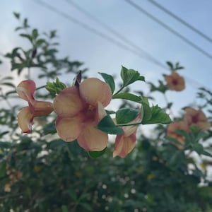Angel Trumpet Alamanda Perennial Flower 20 Seeds