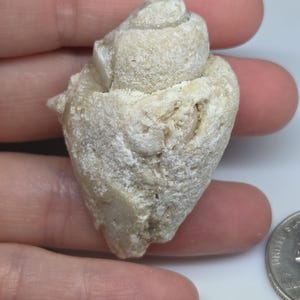 May include: A fossilized seashell with a spiral shape and a rough, textured surface. The shell is a light beige color and appears to be well-preserved. A US quarter is next to the shell for size comparison.