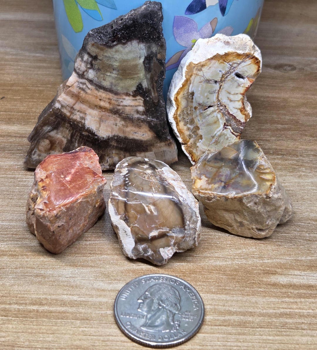 Petrified Wood Set- Raw & Refined Rock Collection, 5-piece - Etsy