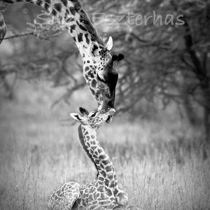Safari Nursery Decor, Safari Animal Print Set, Safari Animals Wall Art, Giraffe Print, Elephant Art, Baby Animal, Animal Nursery Art Prints