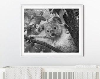 Safari Nursery Art / BABY KOALA / Safari Baby Nursery / Baby Animal Print / Boys Room / Girls Room / Nursery Art / Animal Nursery Decor