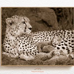 Safari Nursery Art / Cheetah / Nursery Decor / Safari Baby Shower / Safari Nursery Decor / Baby Animal Nursery Art / Baby Animal Print / Zoo