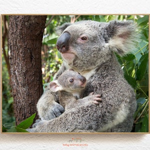 Nursery Animal Art Print, Baby Koala Nursery Print, Koala Gift, Australian Animal Nursery Decor, Nursery Cute Baby Gift, Nursery Art, Koala