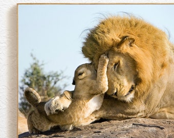 Baby Animal Nursery Art / BABY LION and DAD / Baby Animal Photo / Nursery Wall Art / Safari Nursery Decor / Animal Nursery / Zoo Animals