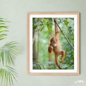 Baby Animal Print / BABY ORANGUTAN Print / Jungle Nursery Art / Baby Monkey / Animal Nursery Decor / Childrens Room Decor / Animal Wall Art