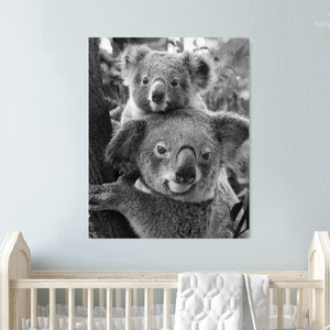 May include: A black and white photograph of two koalas, one on top of the other, in a tree. The koala on top is looking at the camera.