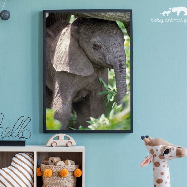 Baby Elephant Print, Safari Nusery Decor, Safari Animal Print, Baby Animal Nursery Art, Elephant Nursery, Safari Theme, Nursery Wall Art