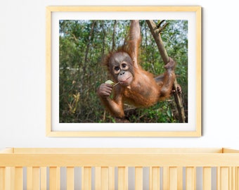 Safari Nursery Art / Baby Orangutan / Orangutan / Animal Nursery Decor /Kids Room Decor / Jungle Nursery Decor / Baby Monkey / Zoo Animals