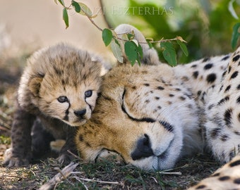 Safari Animal Nursery Print, Baby Cheetah, Cheetah Cub, Safari Nursery Decor, Safari Theme Nursery, Baby Animal Print, Nursery Wall Art, Zoo