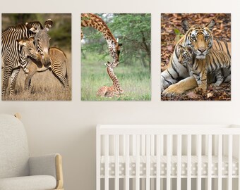 Safari Tiere Kinderzimmer Print Set: Baby Zebra, Giraffe, Tiger