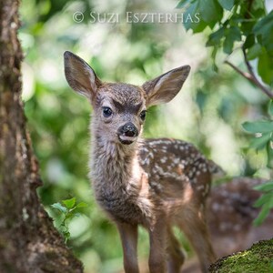 May include: A young fawn with brown and white spotted fur stands in a forest setting. The fawn is looking to the right of the image. The fawn is standing on a bed of moss and green foliage.