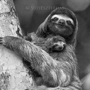 Nursery Decor / Sloth / Sloth Gift / Baby Nursery / Baby Animal Print / Jungle Nursery Art / Childrens Room Decor / Baby Shower / Wildlife image 2