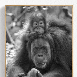 Baby Animal Nursery Decor / Baby ORANGUTAN Print / Baby Nursery / Wildlife Photography / Jungle Nursery Art / Baby Monkey / Gifts for Mom