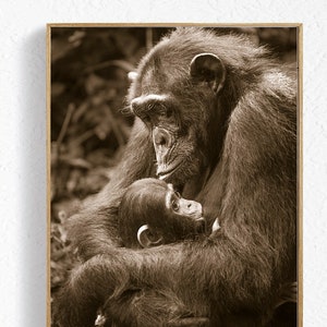 Decoración de habitación de bebé / Chimpancé bebé / Chimpancé / Habitación de bebé / Estampado de animales para bebé / Arte de guardería de safari / Decoración de habitación de niños / Baby Shower / Vida salvaje