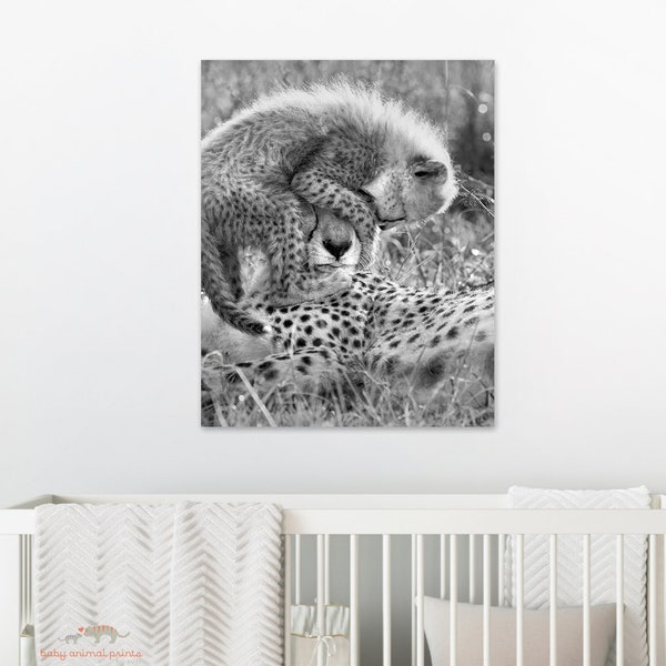 Baby Cheetah Photo / Baby Animal Nursery / Wildlife Photography / Safari Nursery / Zoo Nursery / Nursery Wall Art / Nursery Decor / Cheetah