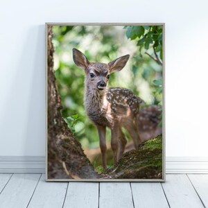 May include: A young fawn with brown and white spotted fur stands on a mossy log in a forest setting. The fawn is looking directly at the camera with its large, dark eyes.