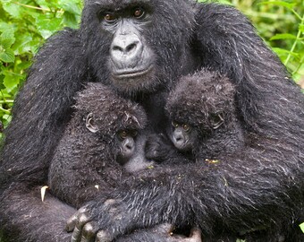 Gorilla Cuddling Baby Personalised Birthday Card