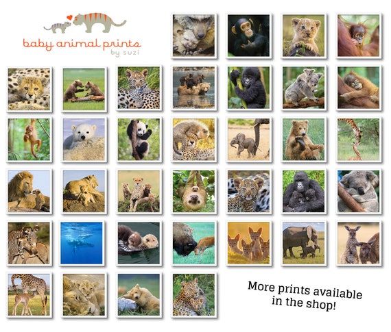 Animal Wall Art / Baby Bear Print / Baby Animal Photo / - Etsy Australia Animal Wall Art / Baby Bear Print / Baby Animal Photo / - Etsy Australia