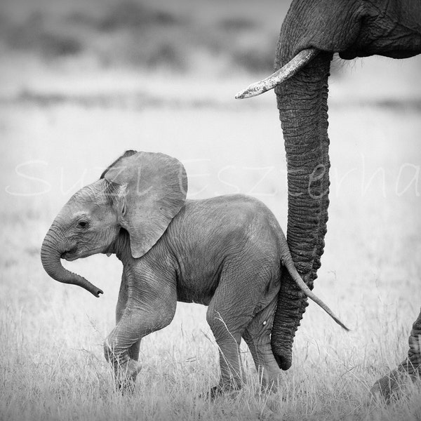 50% OFF SALE / Baby Elephant Photo / Black and White Animal Photo / Baby Animal Nursery Decor / Animal Nursery Wall Art / Safari Animal Art