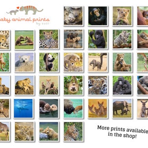 Safari Animal Nursery Art / Baby Giraffe Print / Animal Nursery Decor / Baby Animal Print / Nursery Wall Art / Kids Room Decor / Zoo Animals image 10