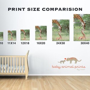 May include: Print size comparison chart showing different sizes of a giraffe print with a mother giraffe and baby giraffe. The print sizes are 8x10, 11x14, 12x18, 16x20, 24x30, and 30x40 inches. The chart is on a white wall with a crib in the foreground. The text "baby animal prints by suzi" is at the bottom of the chart.