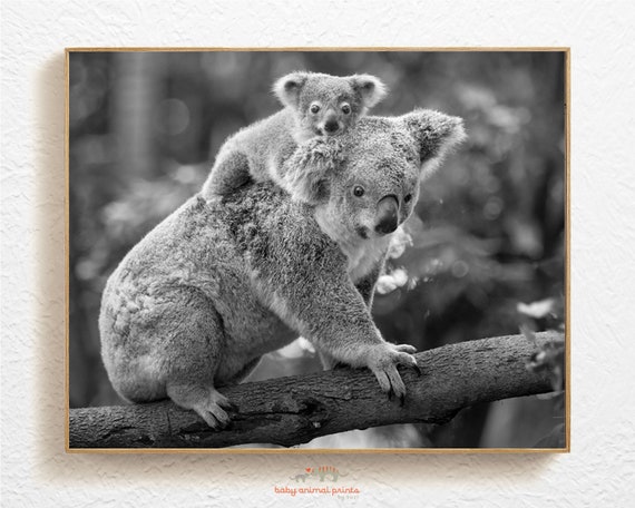 Koala Print Koala Baby Nursery Nursery Animal Art Print Koala