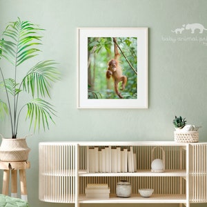 May include: A framed print of a baby orangutan hanging from a tree branch in a lush green jungle. The print is titled "baby animal prints by suzi".