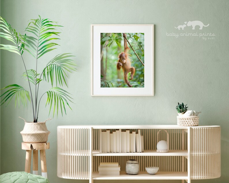 May include: A framed print of a baby orangutan hanging from a tree branch in a lush green jungle. The print is titled "baby animal prints by suzi".