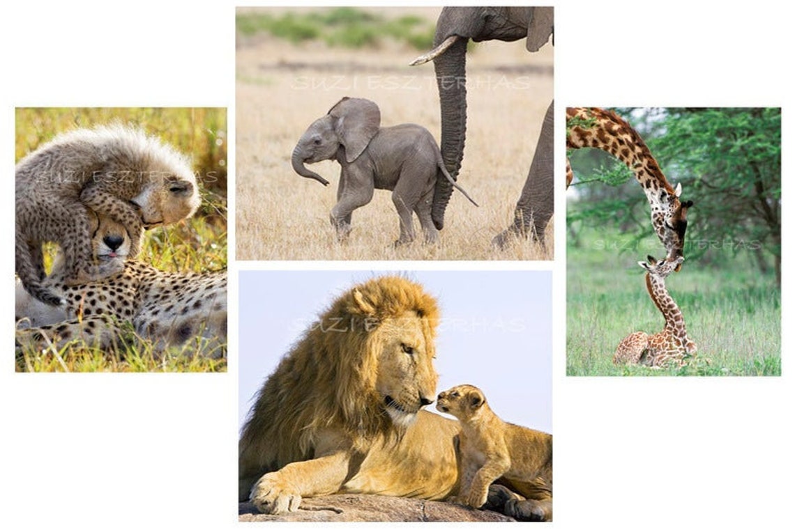 BABY ANIMAL CARDS / Set of 4 Blank Greeting Cards / Baby - Etsy
