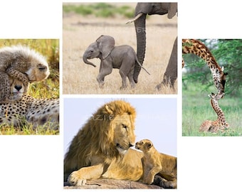 BABY ANIMAL CARDS / Set of 4 Blank Greeting Cards / Baby Animal Photo / Cheetah / Giraffe /  Lion / Elephant / Baby Shower Card / New Baby