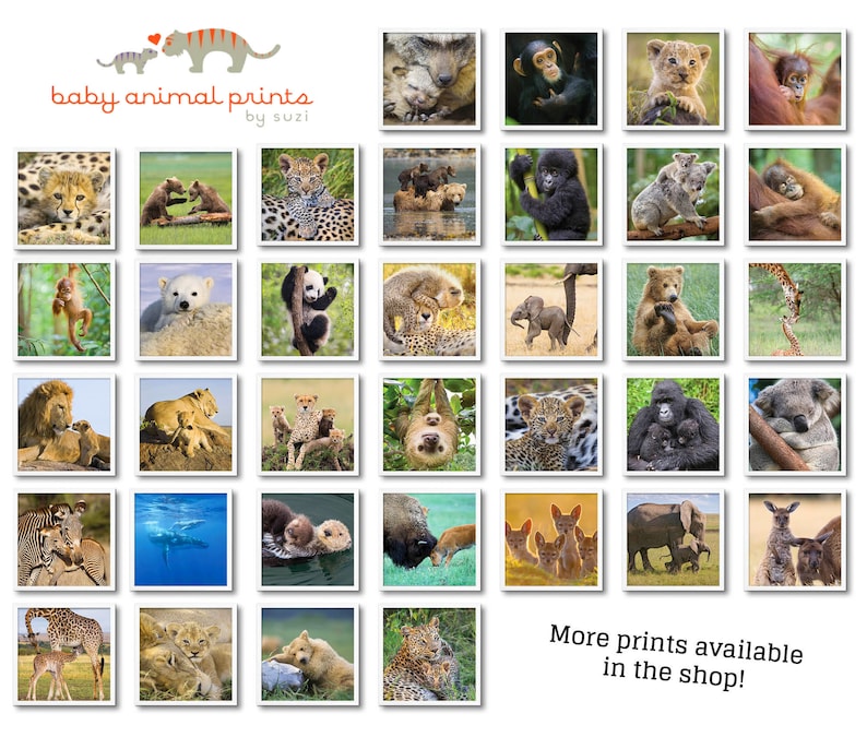May include: A collage of 36 images featuring baby animals with their mothers. The images are arranged in a grid pattern and include a variety of animals, such as lions, tigers, bears, monkeys, and elephants. The images are all in color and are of high quality. The text "baby animal prints by suzi" is at the top of the collage. The text "More prints available in the shop!" is at the bottom of the collage.