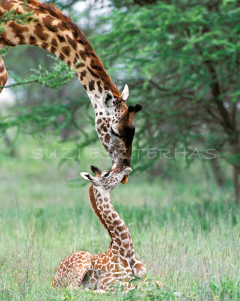 Safari Baby Shower Card / Mom and Baby Giraffe / Blank Animal - Etsy Safari Baby Shower Card / Mom and Baby Giraffe / Blank Animal - Etsy