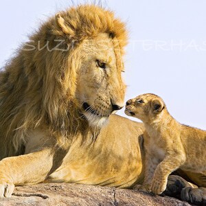 Baby Tier Grußkarte / BABY LION und DAD / leere Tier Karte / Baby Tier Fotografie / neue Papa / VaterTagskarte / Geschenke für Papa