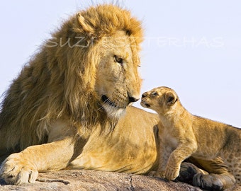 Baby Animal Greeting Card / BABY LION and DAD / Blank Animal Card / Baby Animal Photography / New Dad / Fathers Day Card / Gifts for Dad