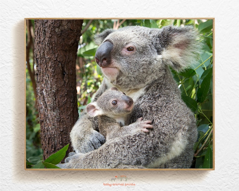 Konsttryck med koalaunge: Australisk djurdekoration för barnrum bild 1