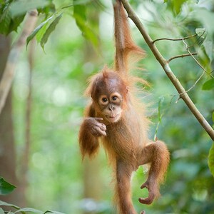 May include: A young orangutan with reddish-brown fur hangs from a branch in a lush green rainforest. The orangutan is looking directly at the camera with a curious expression.
