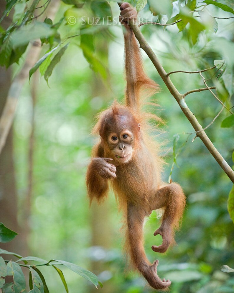 May include: A young orangutan with reddish-brown fur hangs from a branch in a lush green rainforest. The orangutan is looking directly at the camera with a curious expression.