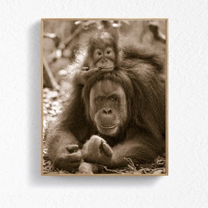 Baby Animal Nursery Decor / Baby ORANGUTAN Print / Baby Nursery / Wildlife Photography / Jungle Nursery Art  / Sepia / Monkey Art / Wildlife