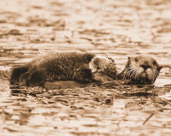 PELUCHE MOM & BABY LOUTRE DE MER