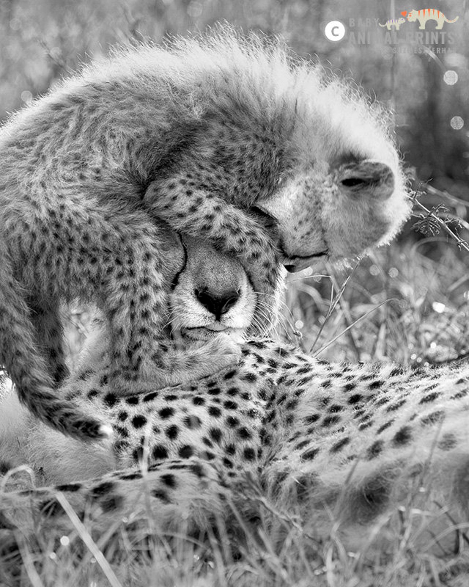 SAFARI BABY ANIMALS / Set of 4 Black & White Photos / Elephant Etsy