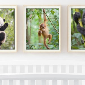 May include: Three framed photographs of baby animals hanging on a white wall. The first photo shows a black and white panda bear cub climbing a tree branch. The second photo shows a young orangutan hanging from a tree branch. The third photo shows a baby gorilla climbing a bamboo stalk.
