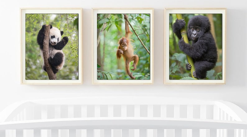 May include: Three framed photographs of baby animals hanging on a white wall. The first photo shows a black and white panda bear cub climbing a tree branch. The second photo shows a young orangutan hanging from a tree branch. The third photo shows a baby gorilla climbing a bamboo stalk.