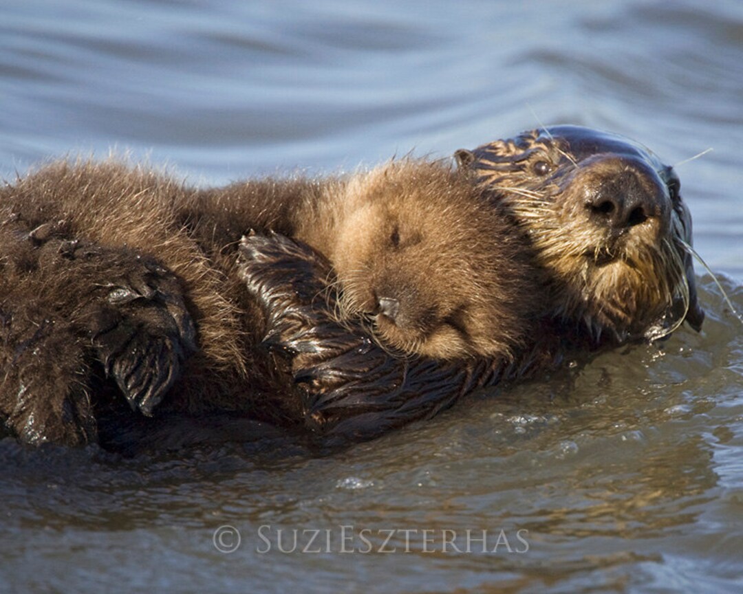 sea otter ページ Baby Sea Otter Print, Animal Nursery Decor, Ocean Nursery, Sea